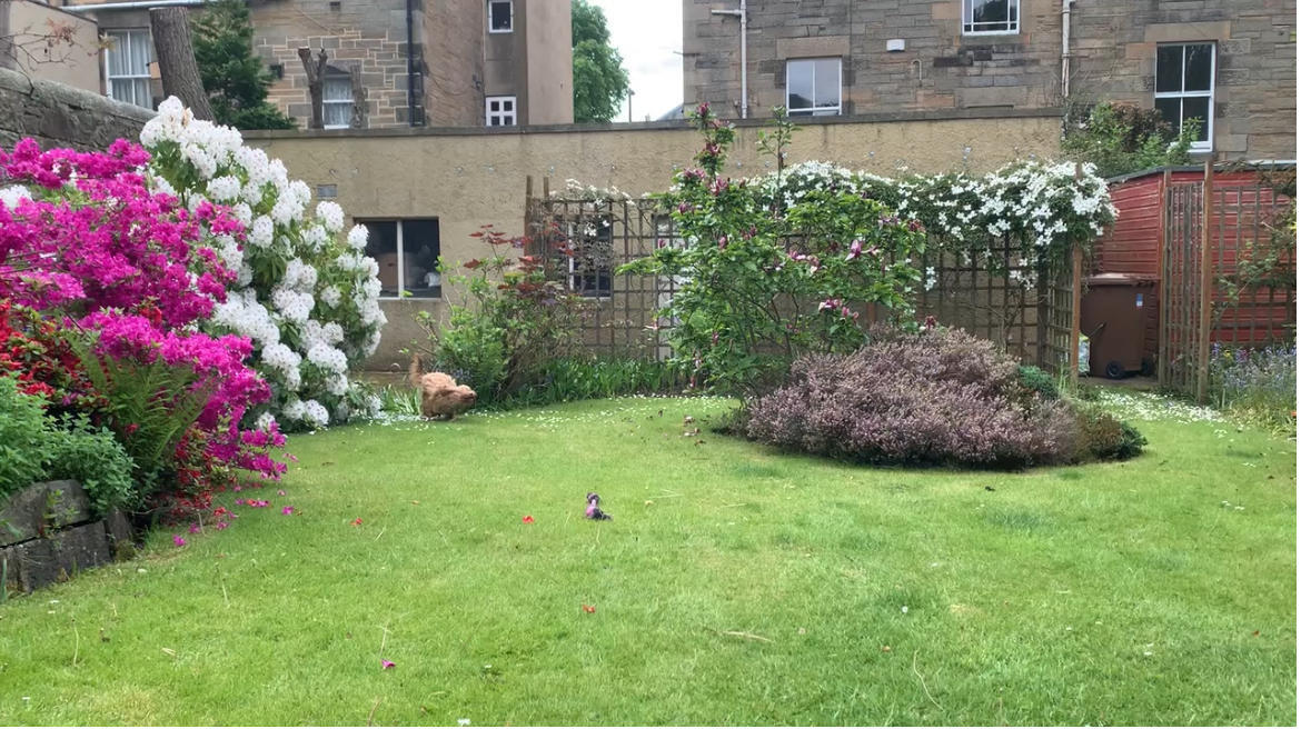 Garden