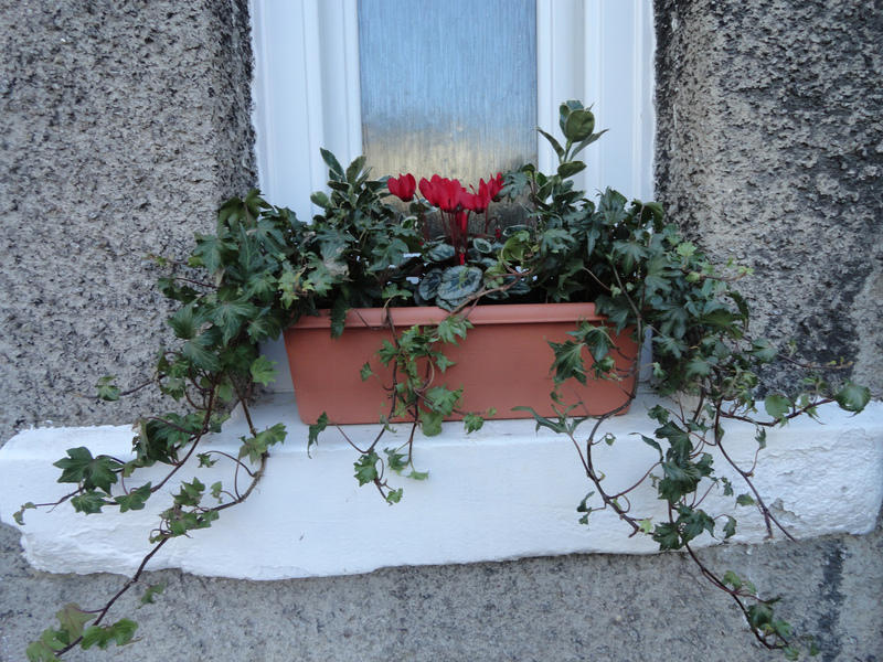 Winter Flowers