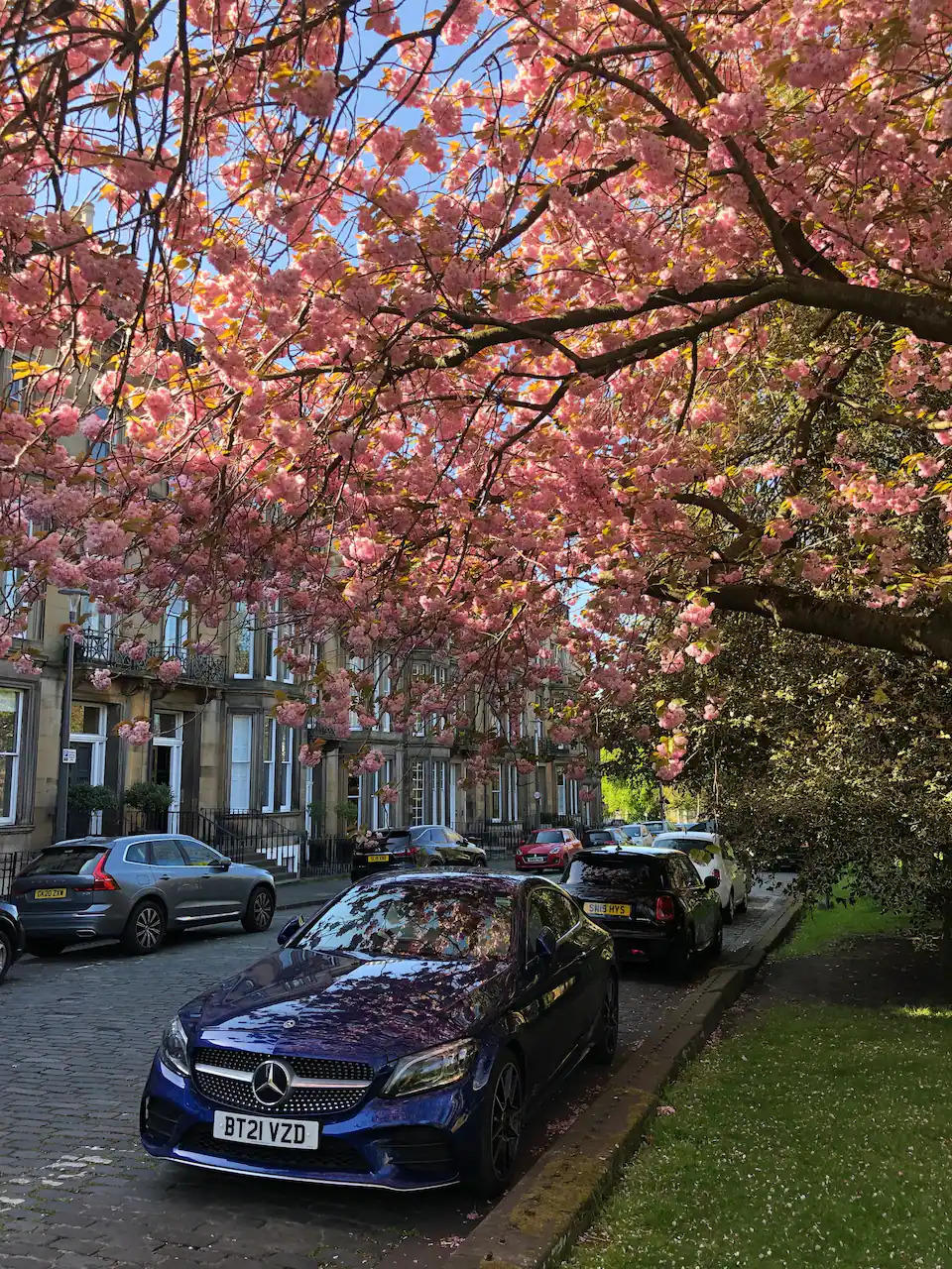 Cherry Blossom on Buckingham Terrace