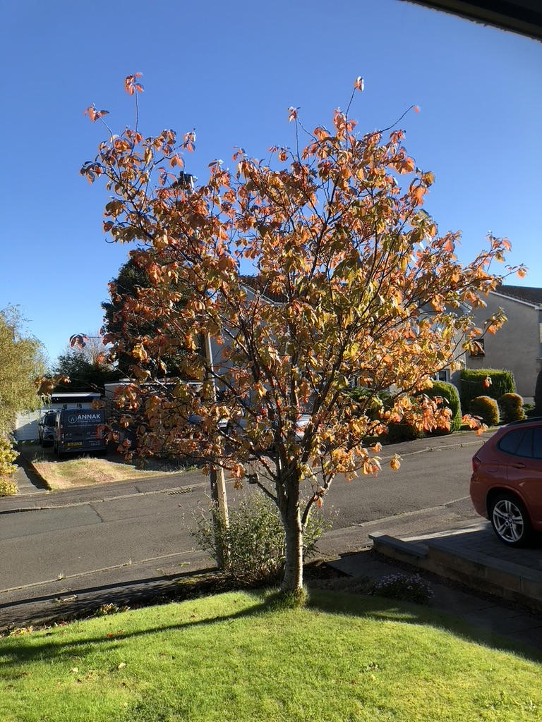 front garden
