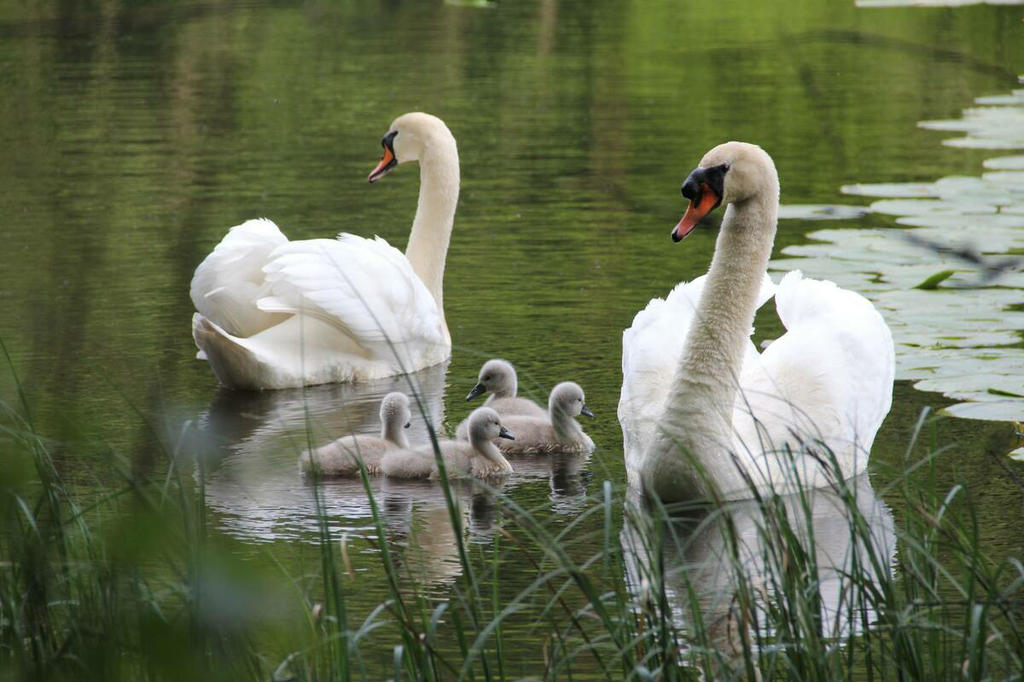 Nature Reserve